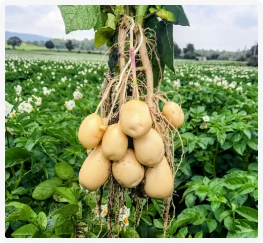 fertilizantes cobiag